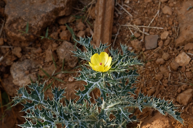 Inlé-Paya Shwe Inthein-144